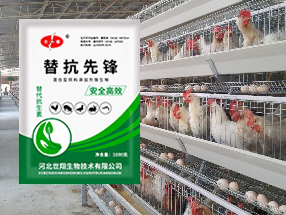 無抗發酵飼料在蛋雞生產中的應用進展