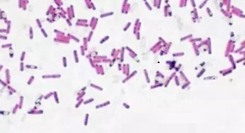 枯草芽孢桿菌在各種養(yǎng)殖動(dòng)物上的應(yīng)用及其作用效果