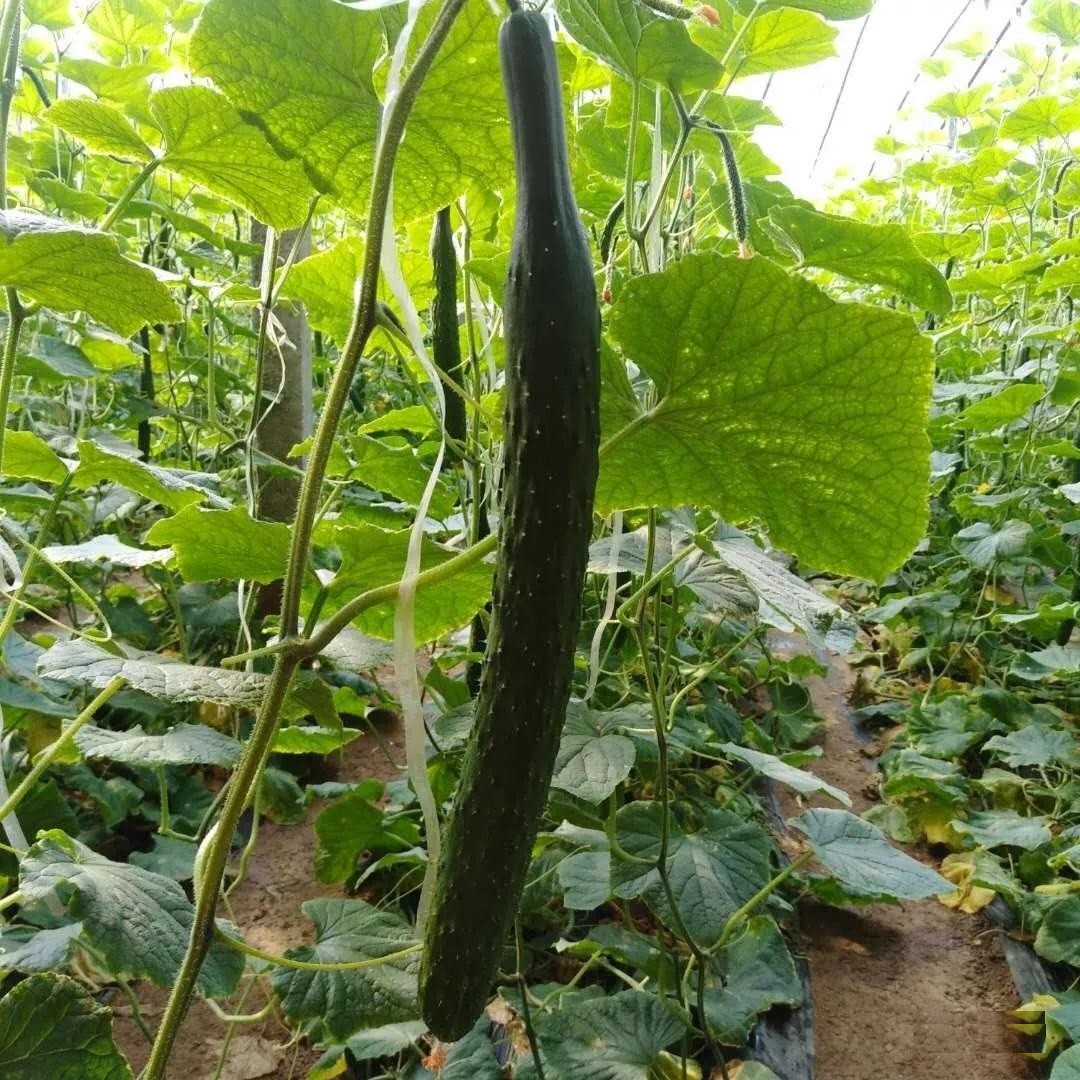 菌肥價格太貴用不起?看完本文,您還不用算我輸!