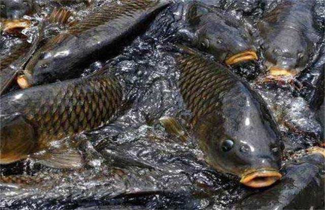 啤酒酵母粉應(yīng)用于水產(chǎn)養(yǎng)殖上面有哪些作用